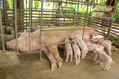 pwede bang purgahin ang buntis na baboy|Feeding Guide sa Buntis na Baboy .